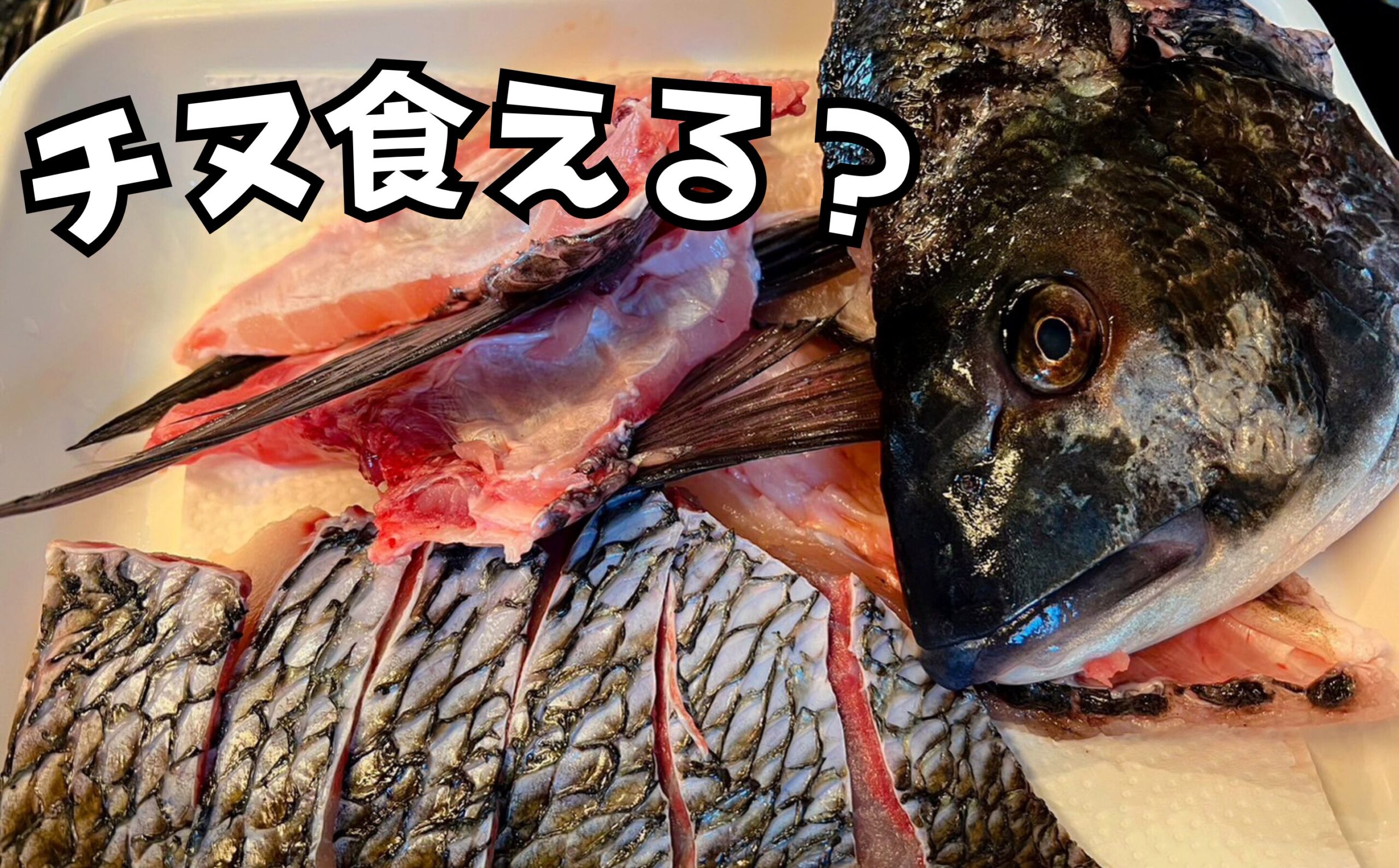 年無しチヌ（黒鯛）は美味い？それとも不味い？ 色々耳にするので